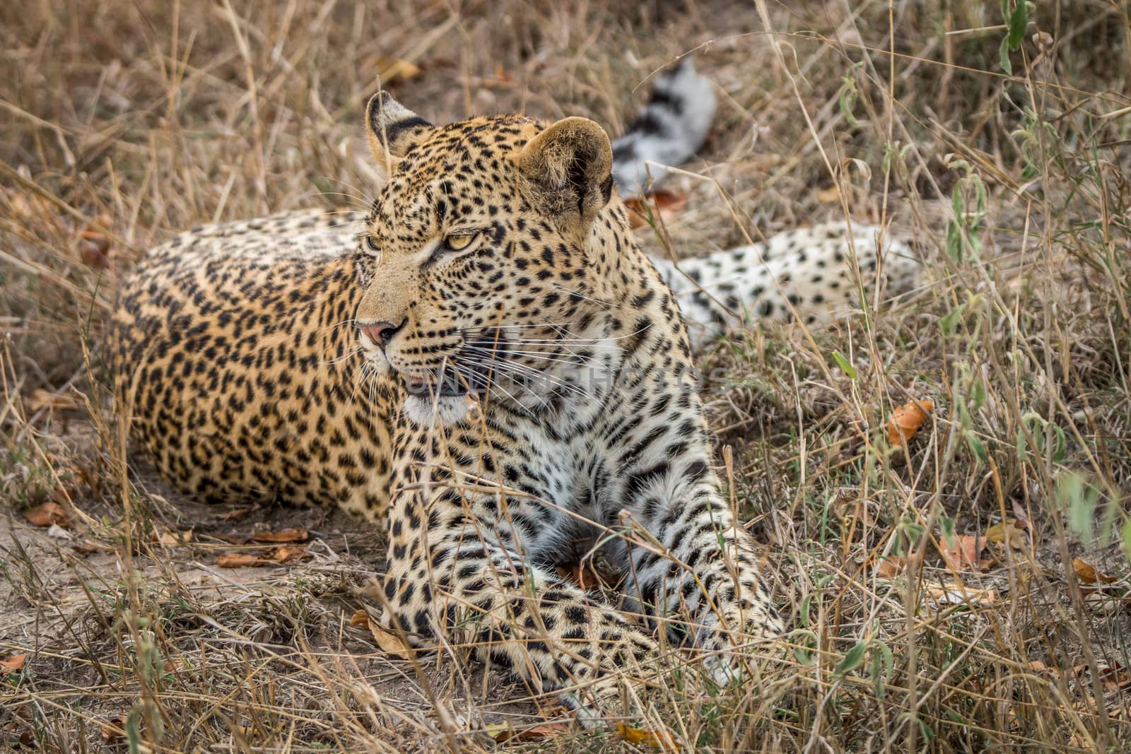 Leopard laying in the grass in the Sabi Sands, South Africa.