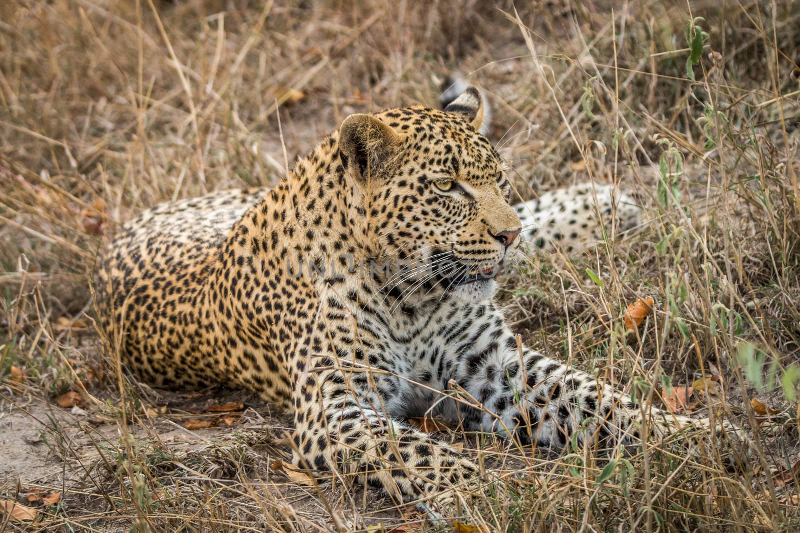 Leopard laying in the grass in the Sabi Sands, South Africa.