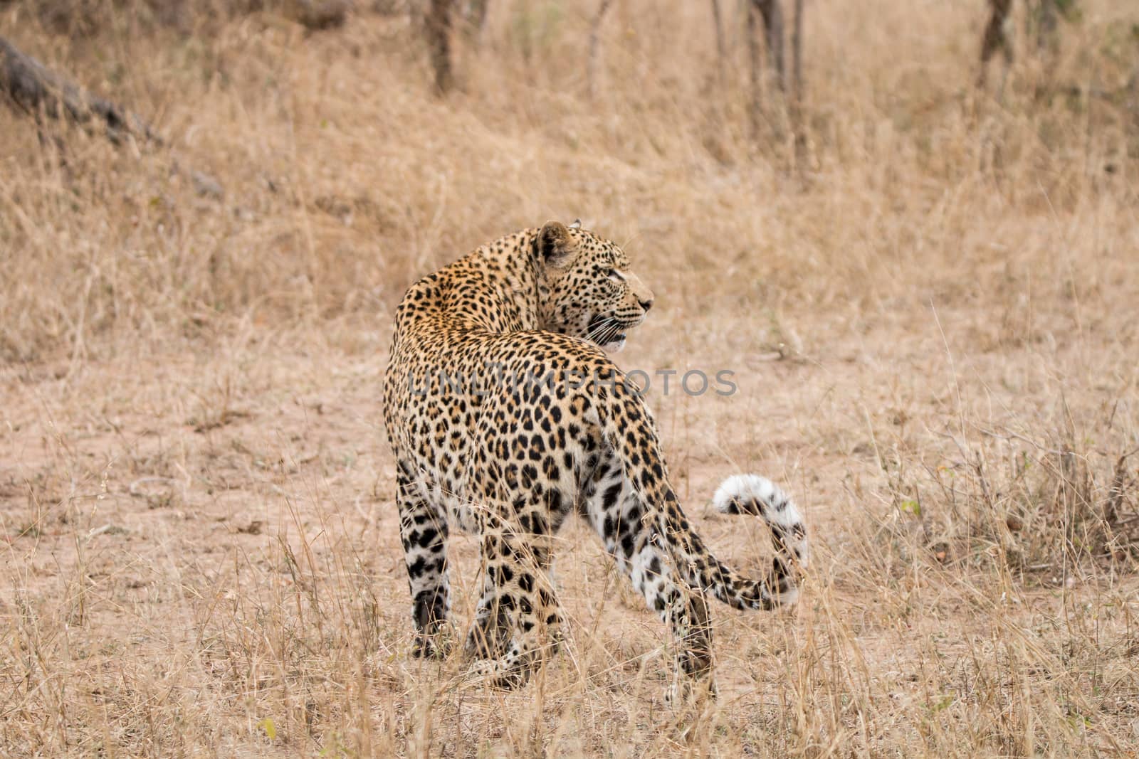 Leopard in the grass in the Sabi Sands, South Africa.