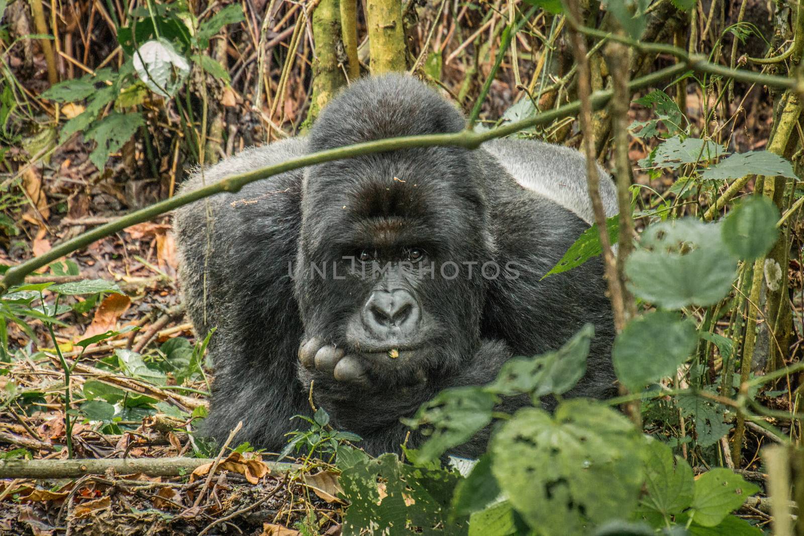 Starring Silverback Mountain gorilla in the Virunga National Park, Democratic Republic Of Congo.