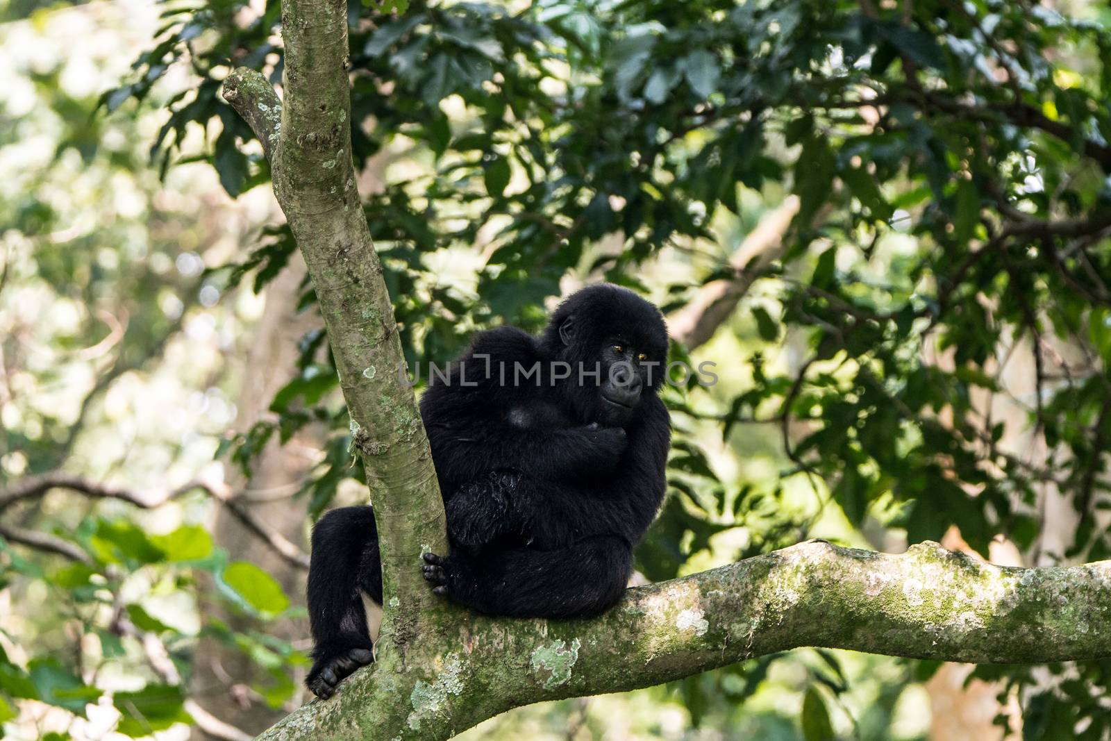 Mountain gorilla in a tree in the Virunga National Park, Democratic Republic Of Congo.