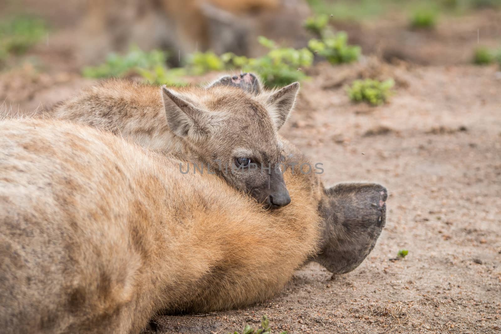 Spotted hyena mother with cub in the Kruger National Park, South Africa.