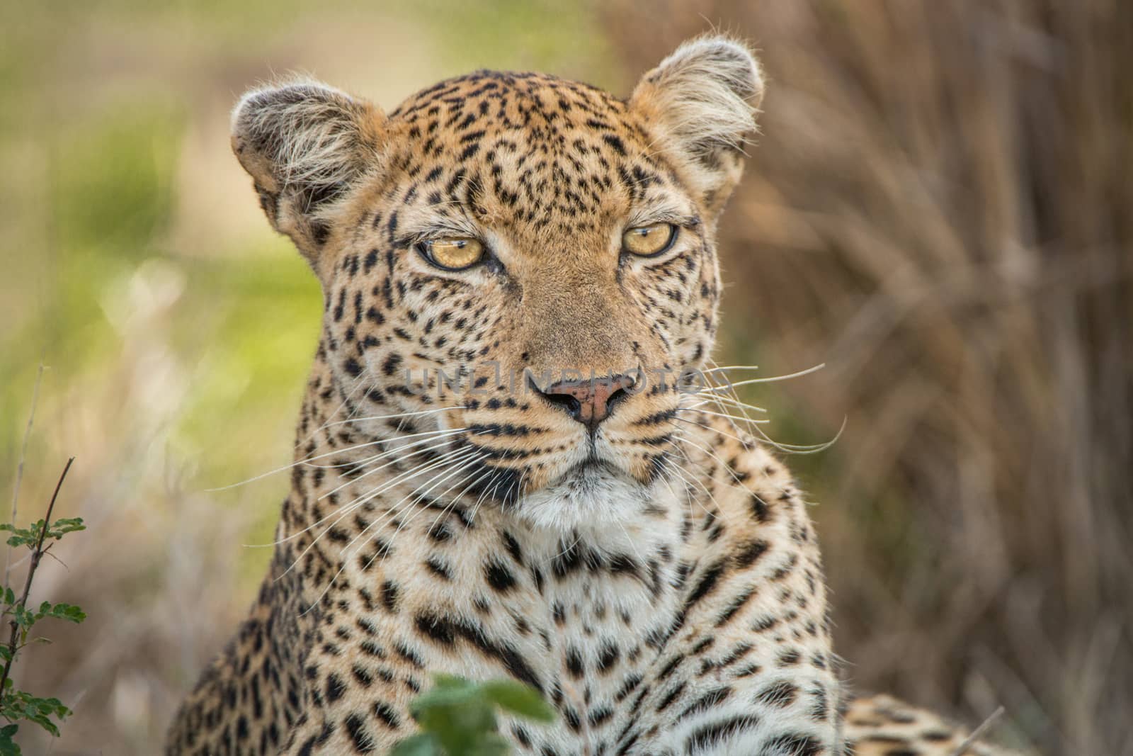 Starring Leopard in the Kruger National Park, South Africa.