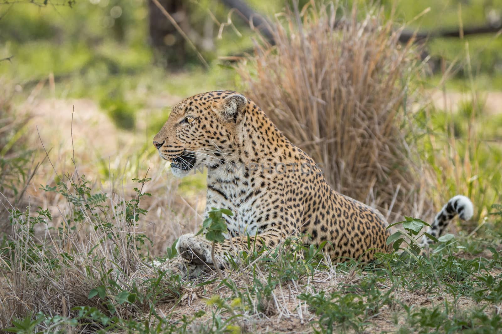 Leopard laying in the grass in the Kruger National Park, South Africa.