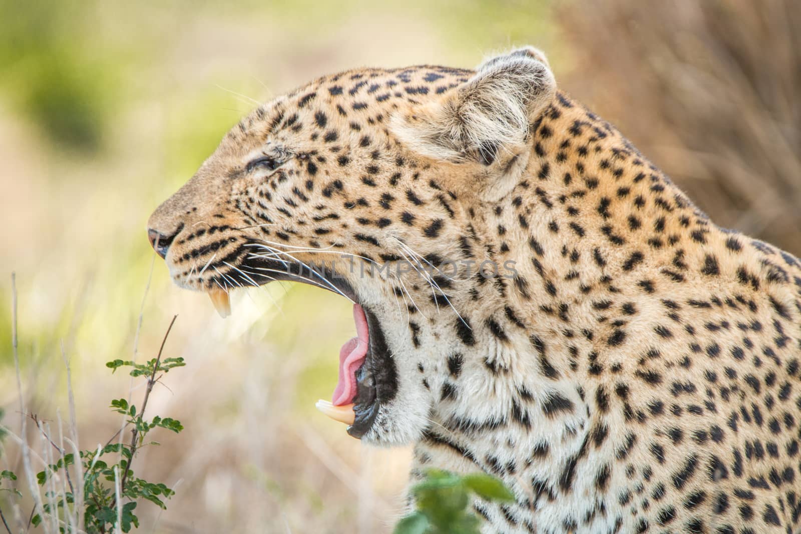 Yawning Leopard in the Kruger National Park, South Africa.