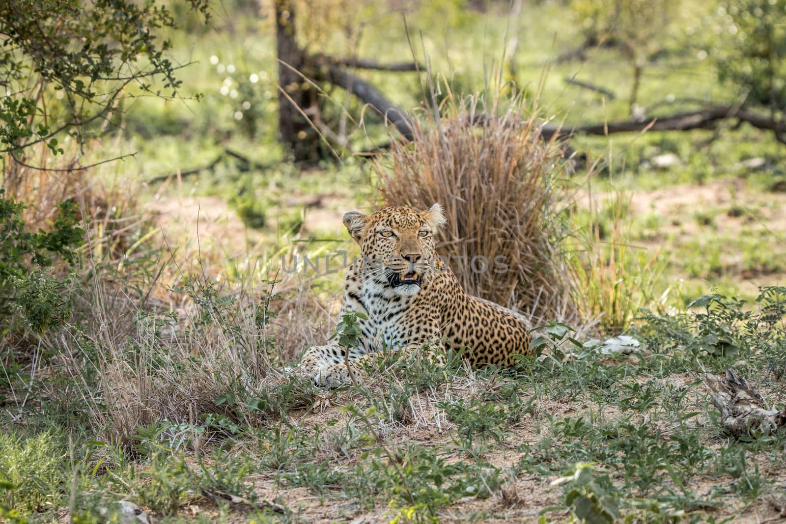 Leopard laying in the grass in the Kruger National Park, South Africa.