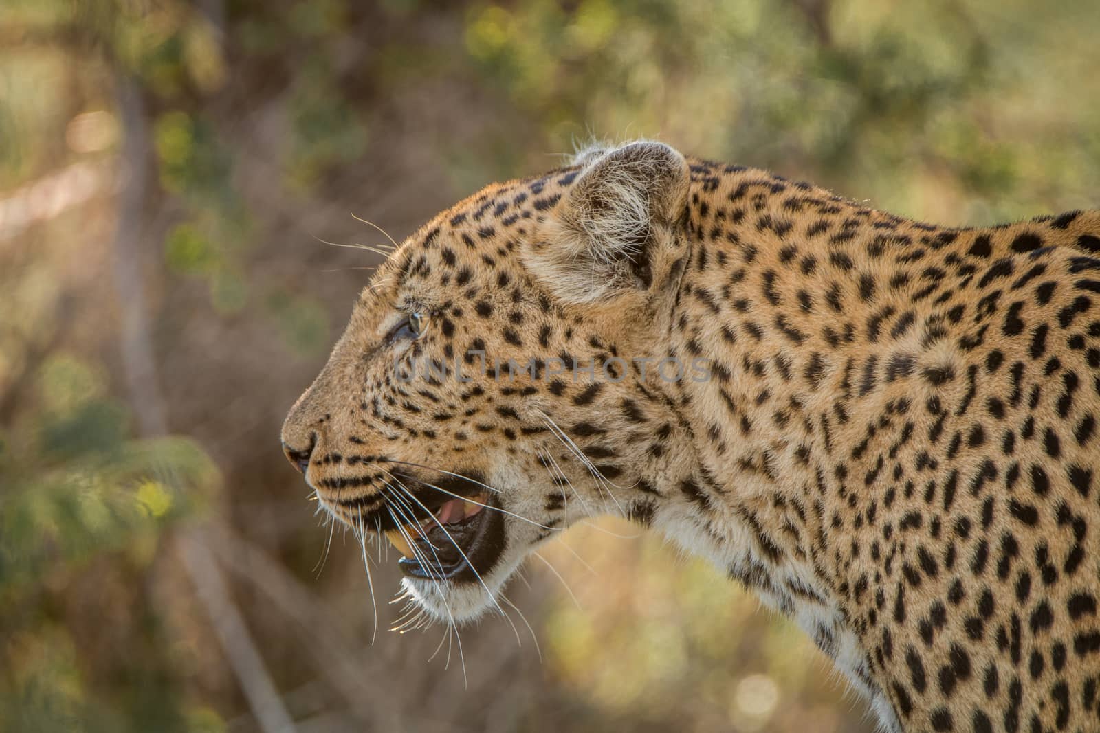 Side profile of a Leopard in the Kruger National Park, South Africa.