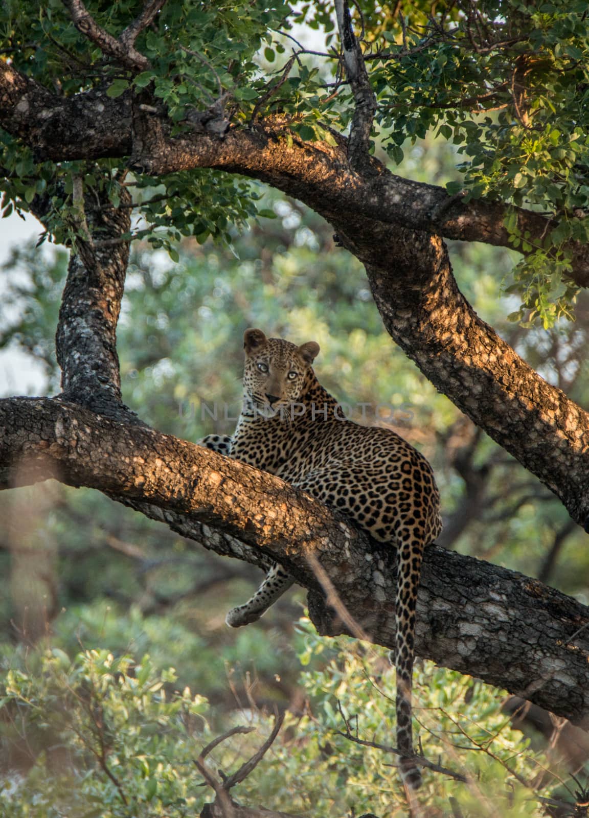 Leopard in a tree in the Kruger National Park by Simoneemanphotography