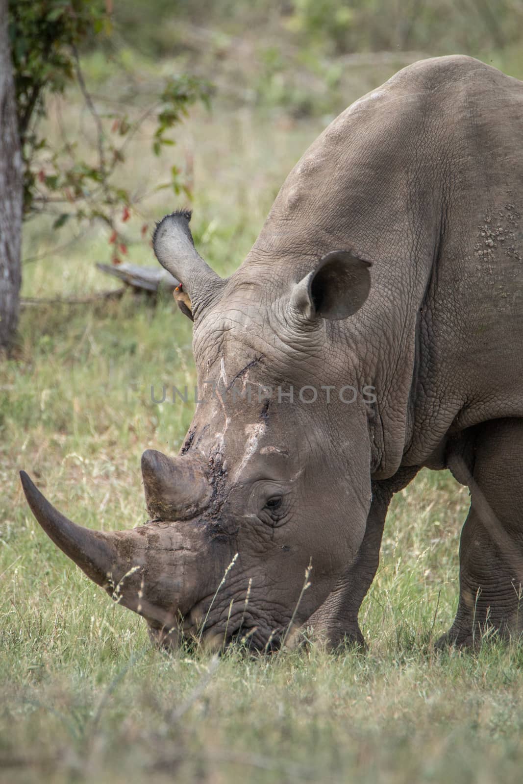 Grazing White rhino in the Kruger National Park, South Africa.