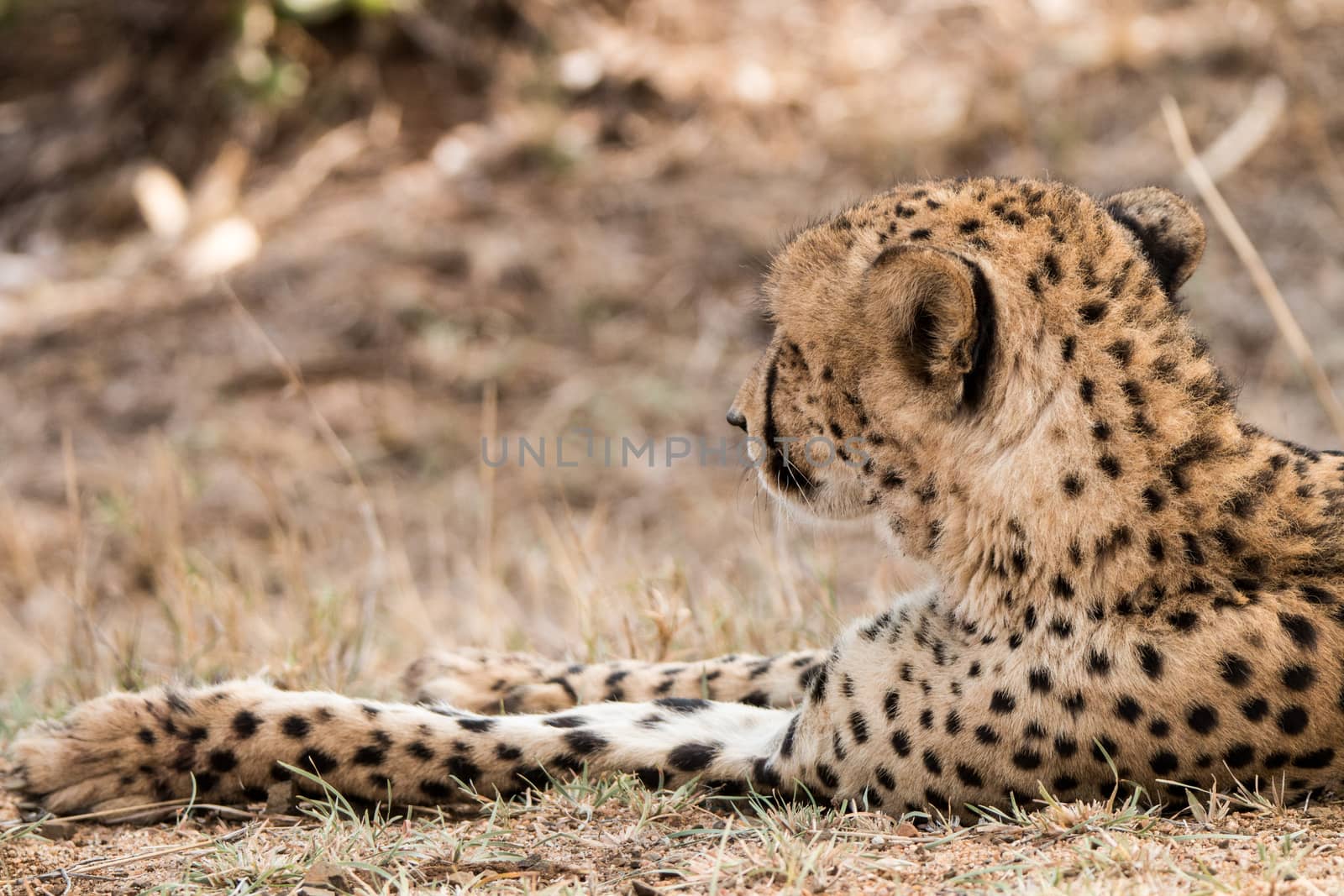 Back of a Cheetah in the Kruger National Park, South Africa.