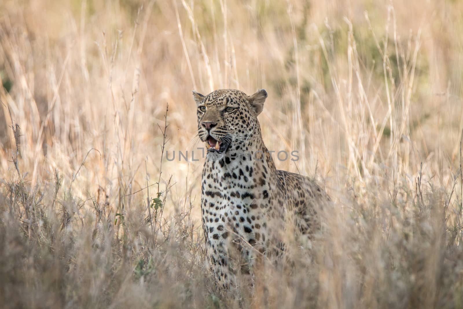 Leopard in the grass in the Kruger National Park by Simoneemanphotography