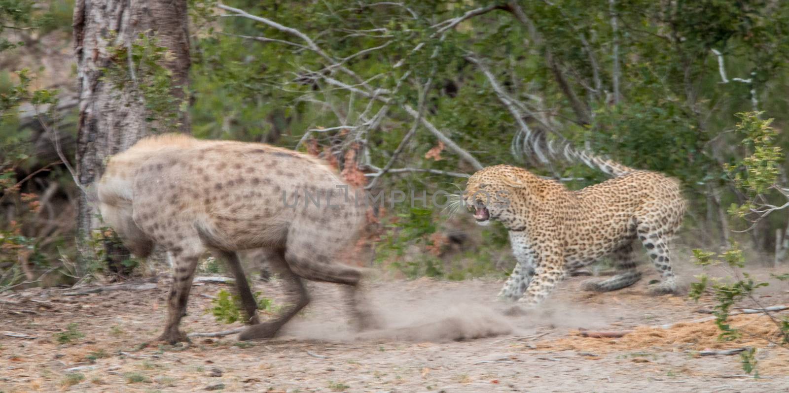 Leopard chasing away a Spotted hyena in the Kruger National Park by Simoneemanphotography