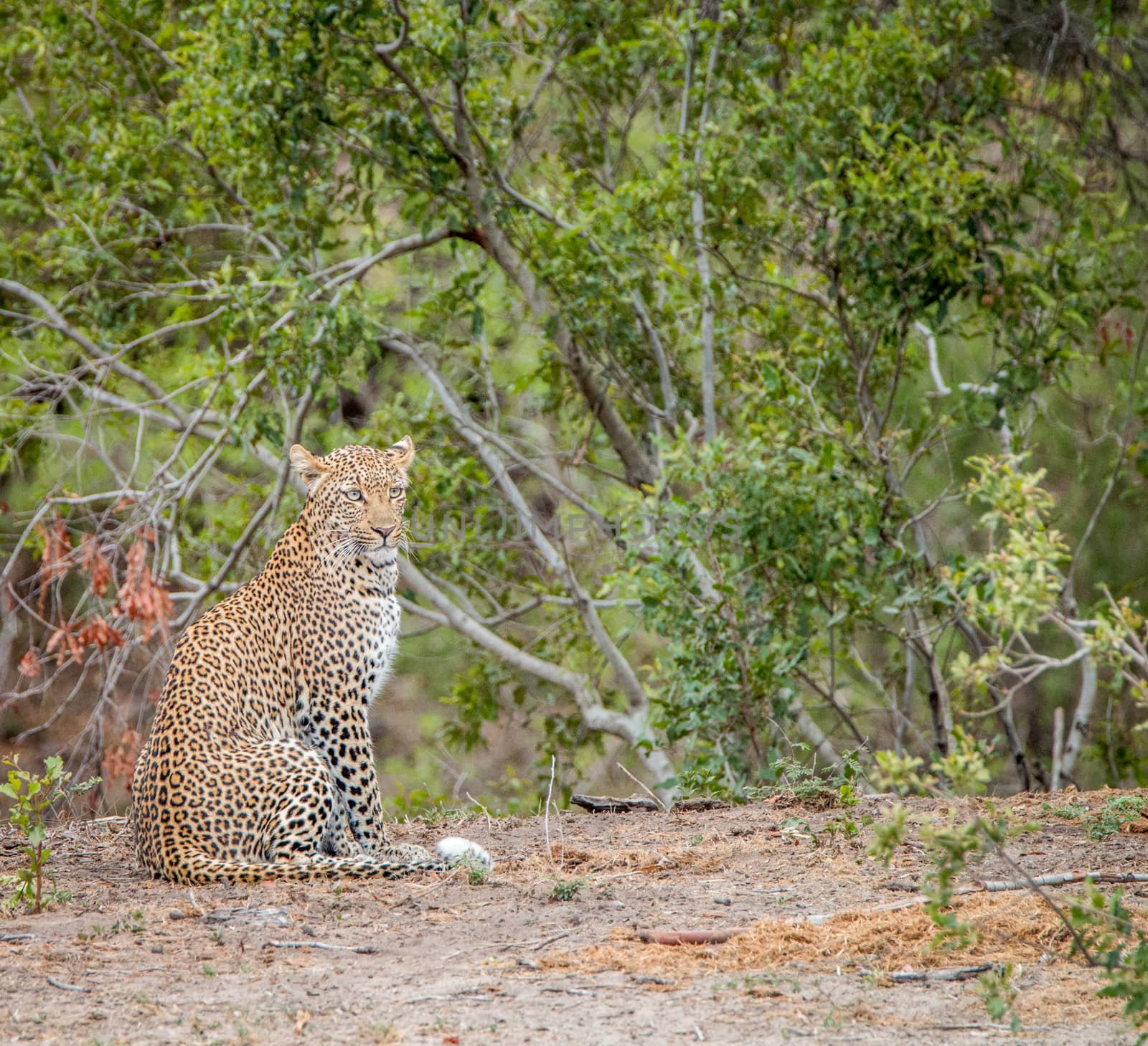 Sitting Leopard in the Kruger National Park by Simoneemanphotography