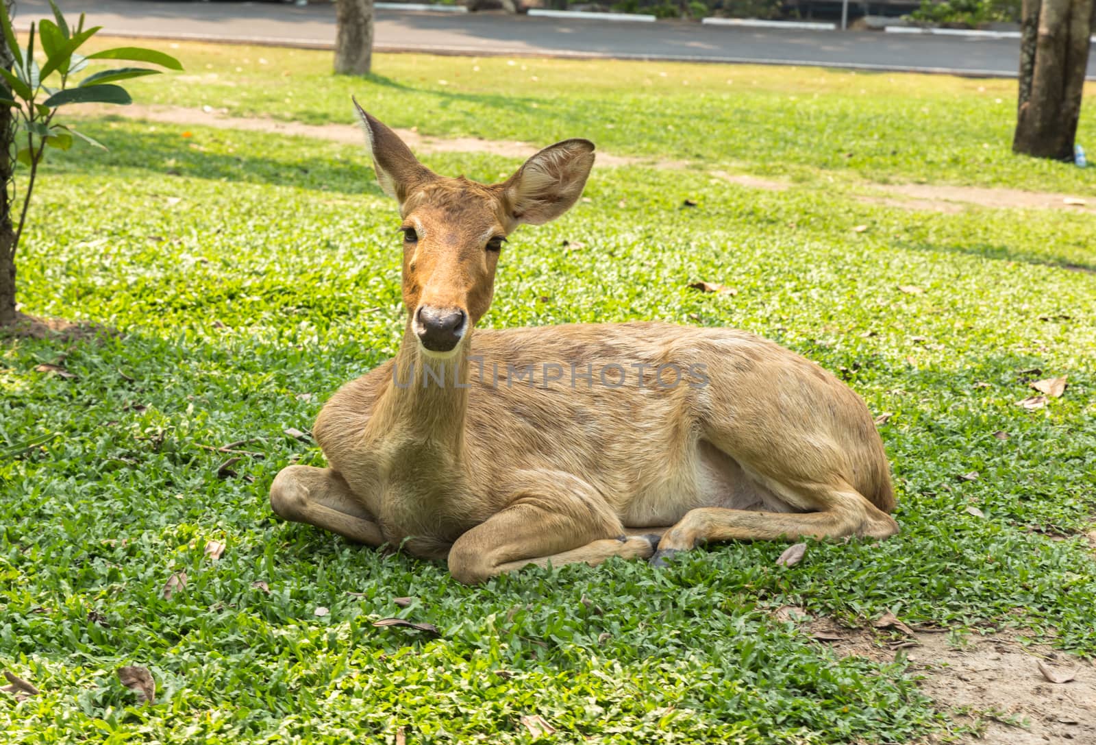 burmese brow-antlered deer, Eld 's deer, Thailand