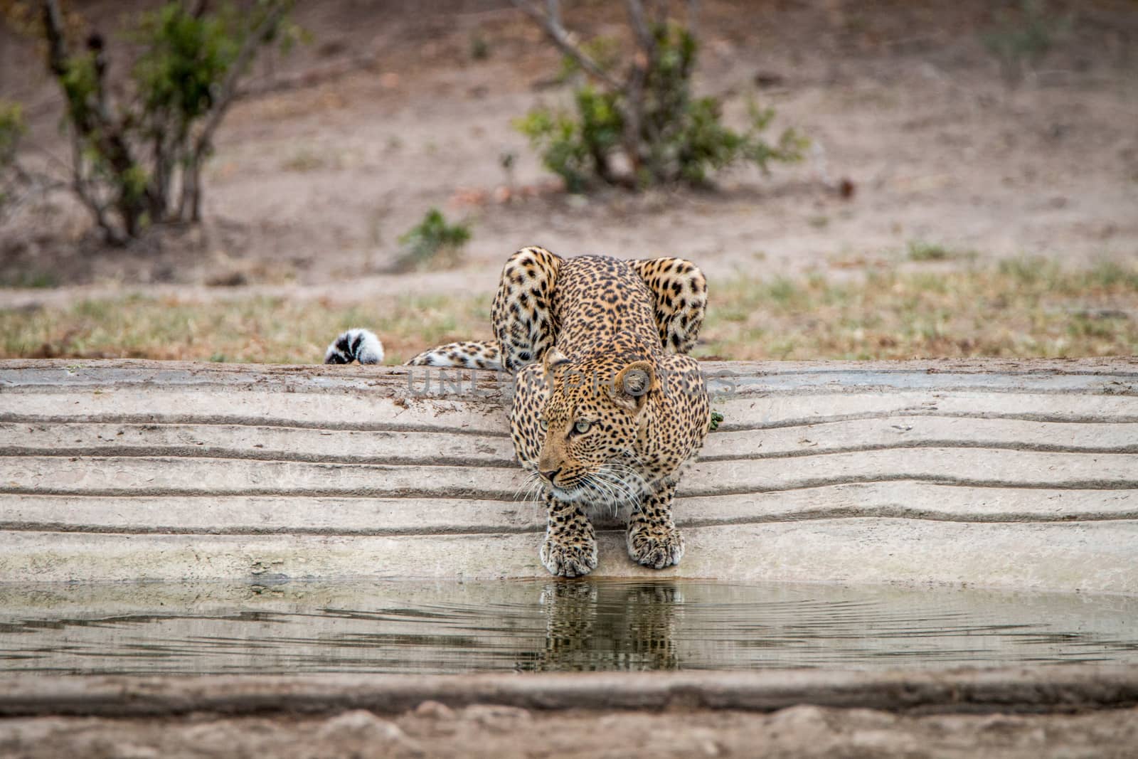 Leopard at a waterhole in the Kruger National Park, South Africa.