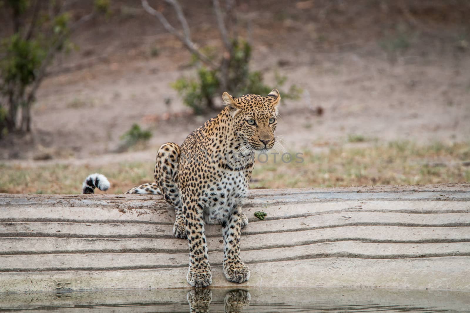 Leopard at a waterhole in the Kruger National Park by Simoneemanphotography