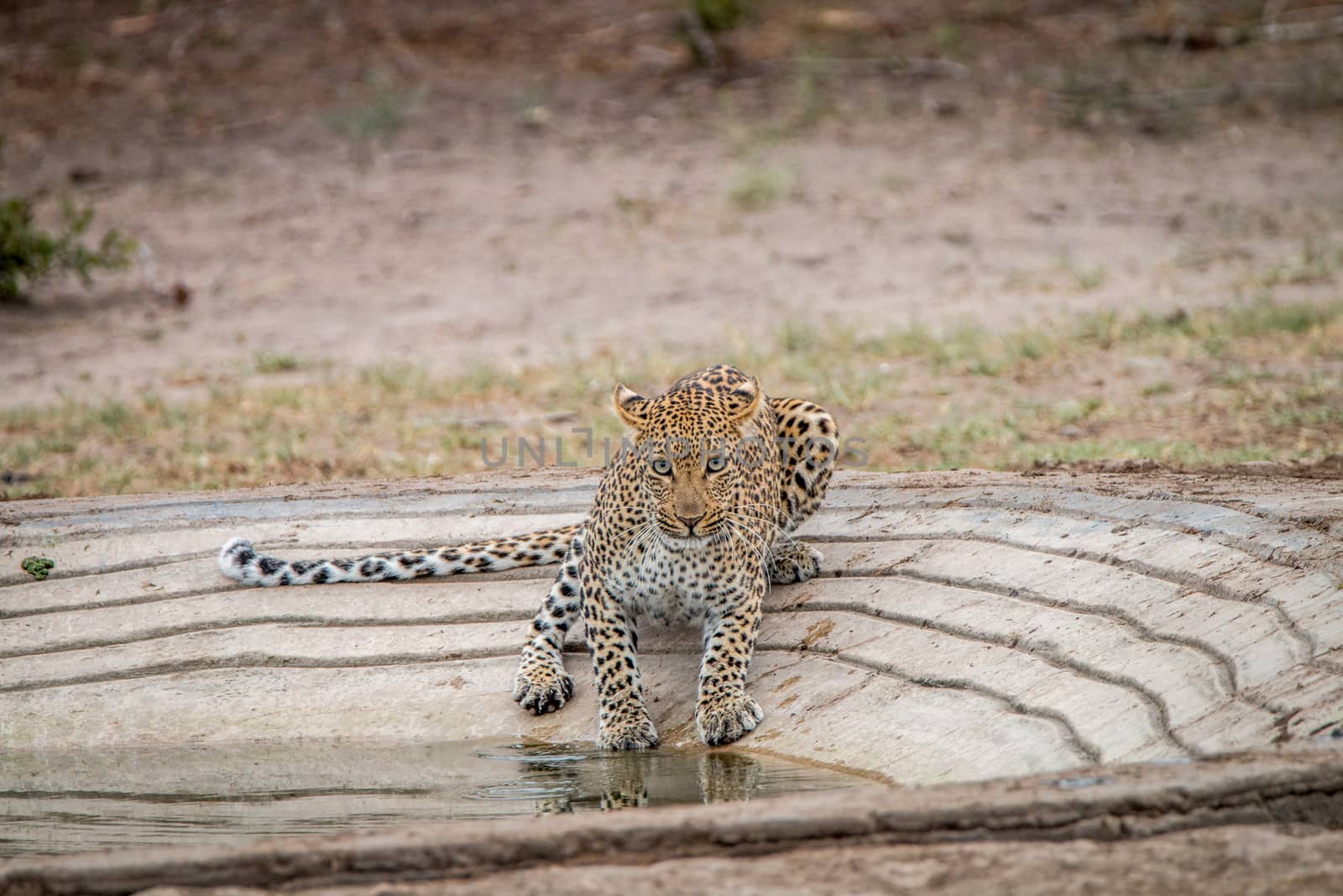 Leopard at a waterhole in the Kruger National Park by Simoneemanphotography