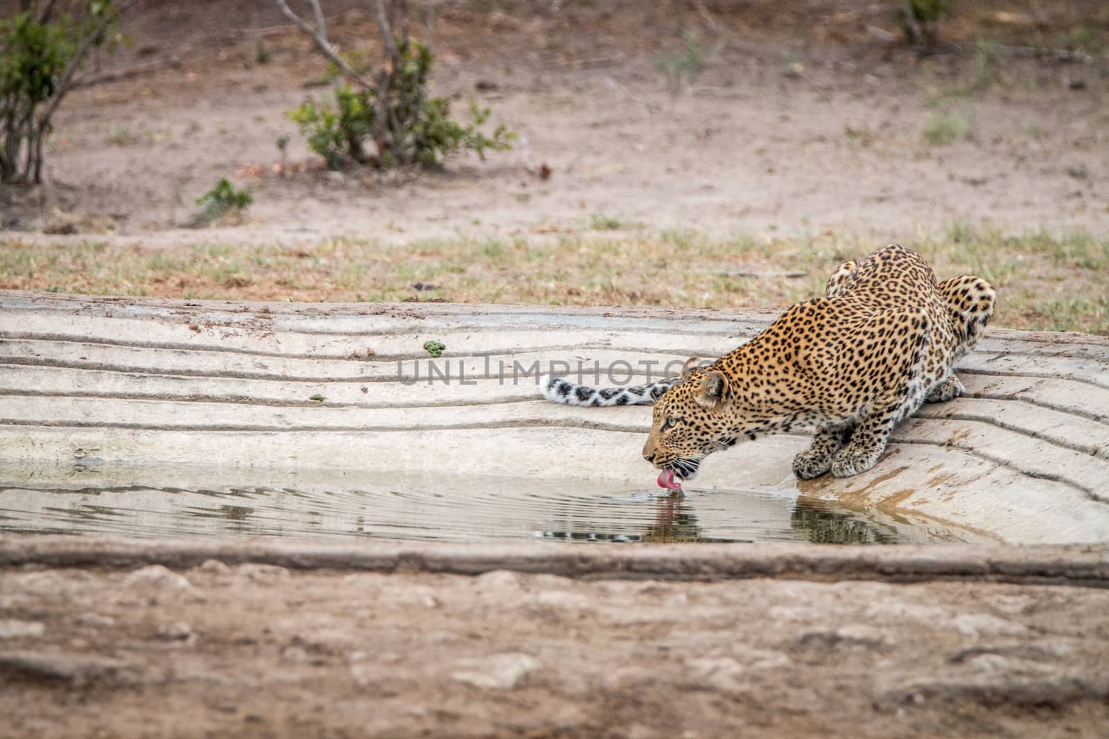 Drinking Leopard in the Kruger National Park by Simoneemanphotography