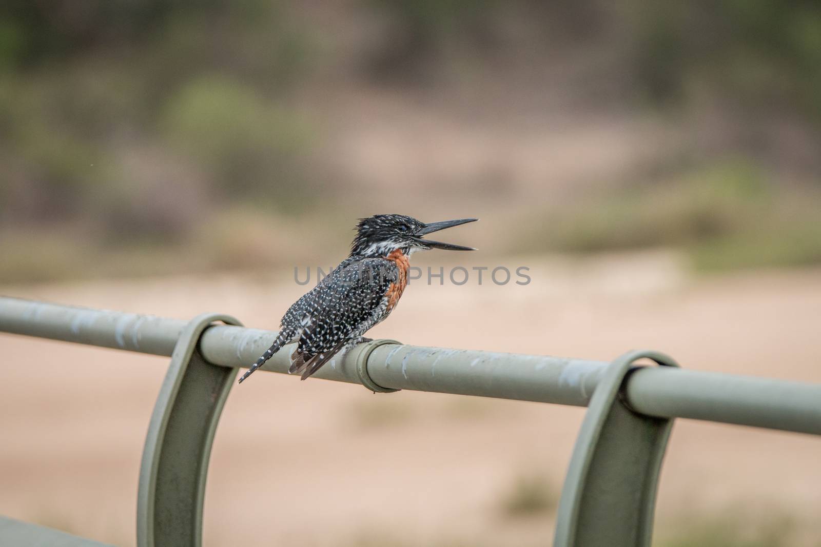 Giant kingfisher on a bridge in the Kruger National Park, South Africa.