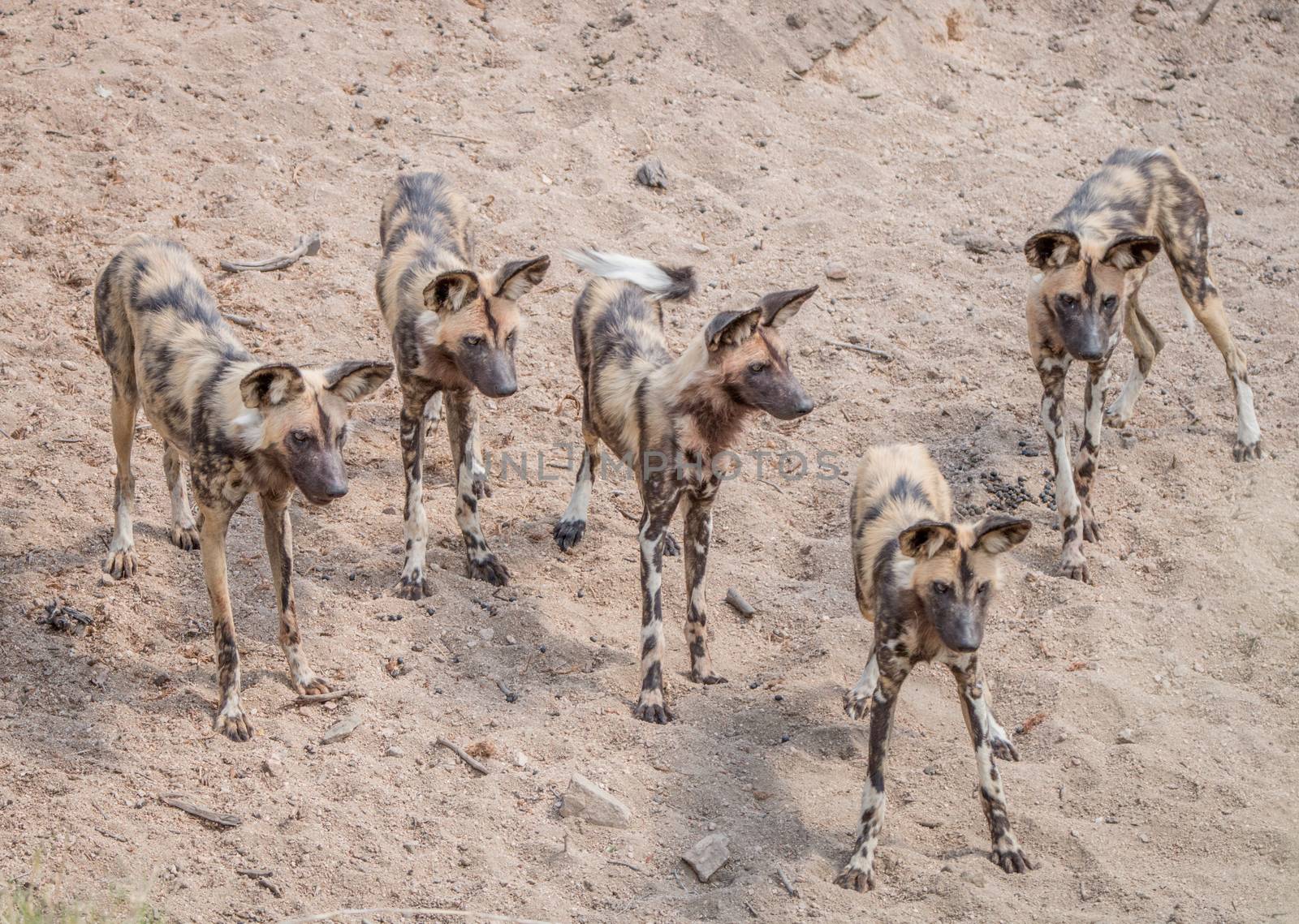 Pack of African wild dogs in the Kruger National Park, South Africa.