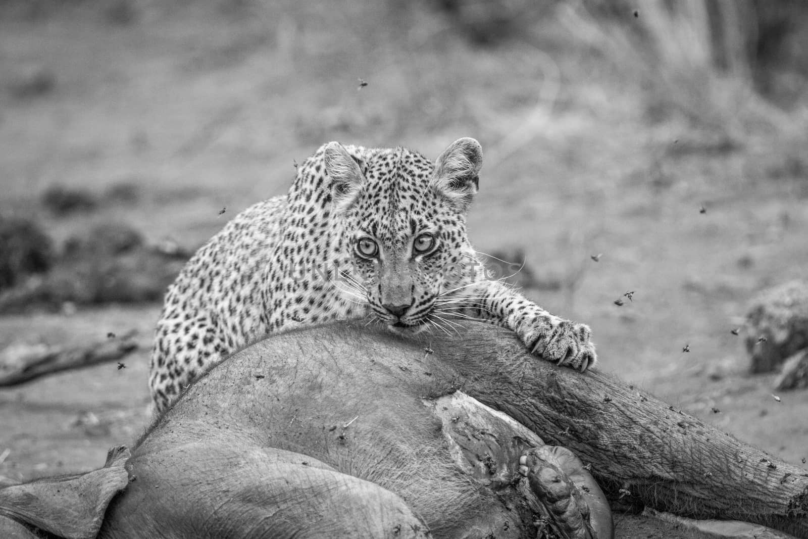 Leopard feeding from a baby Elephant carcass in black and white in the Kruger National Park, South Africa.
