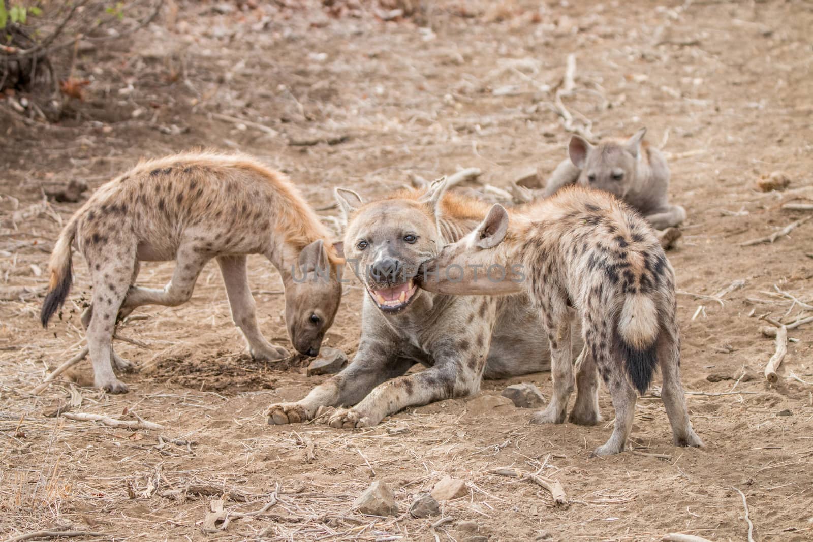 Spotted hyena cubs with mother Hyena in the Kruger National Park by Simoneemanphotography