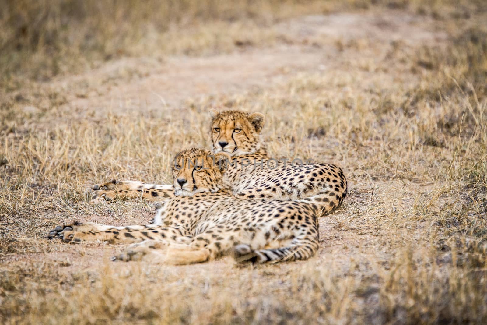 Two Cheetahs laying in the Selati Game Reserve by Simoneemanphotography