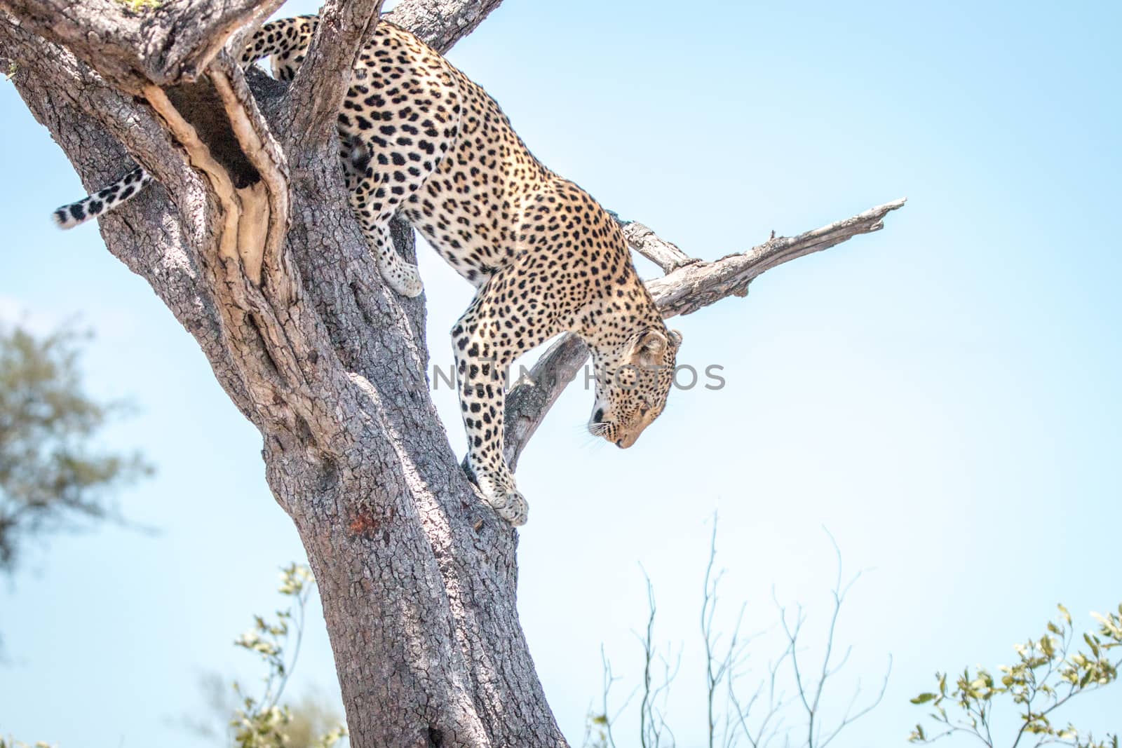 Leopard in a tree in the Kruger National Park, South Africa.