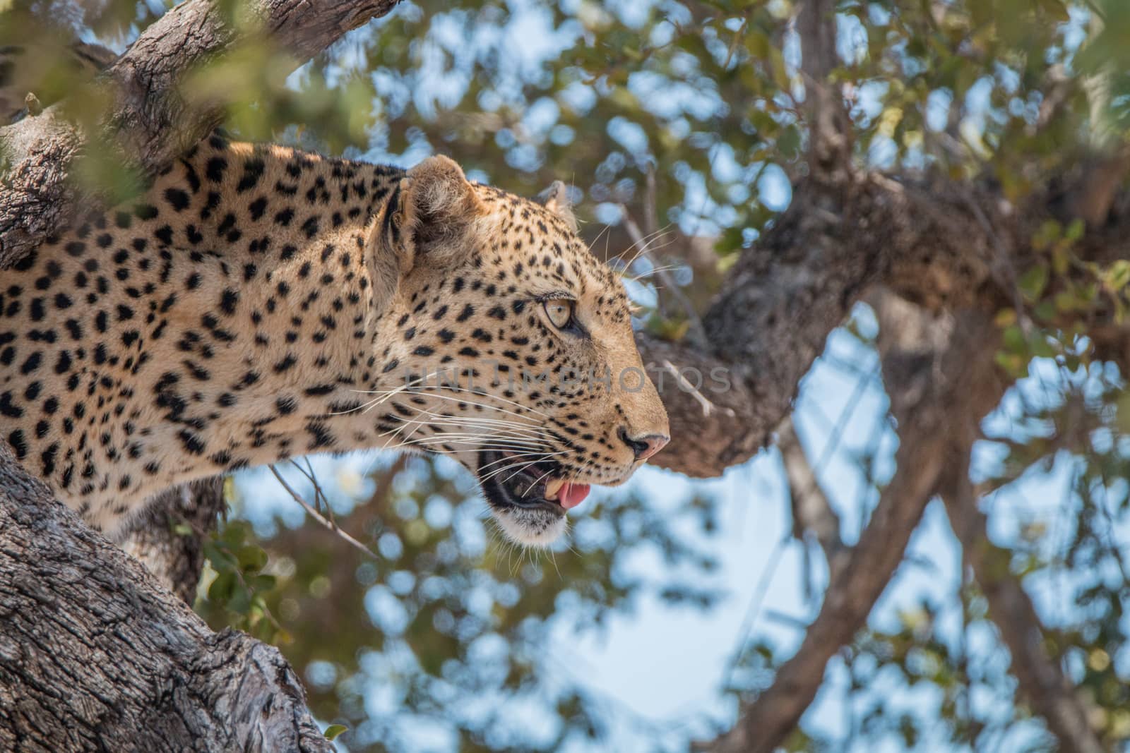 Leopard in a tree in the Kruger National Park, South Africa.