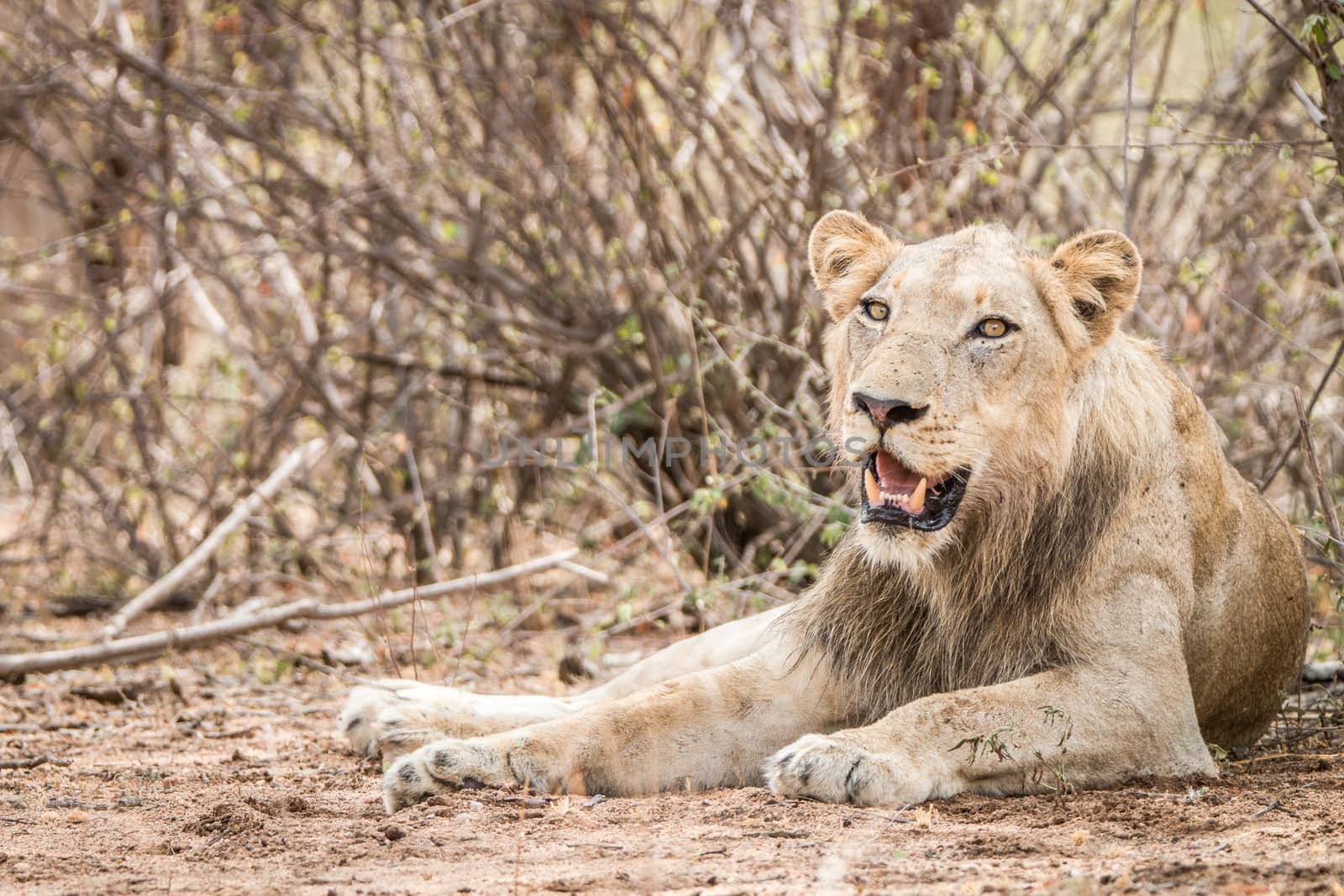 Laying Lion in the Kruger National Park by Simoneemanphotography