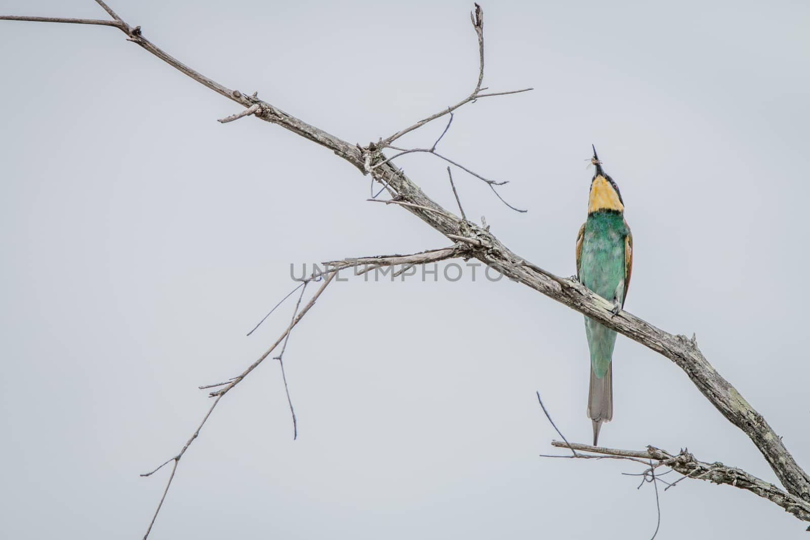 European bee-eater with a Bee in the Kruger National Park, South Africa.