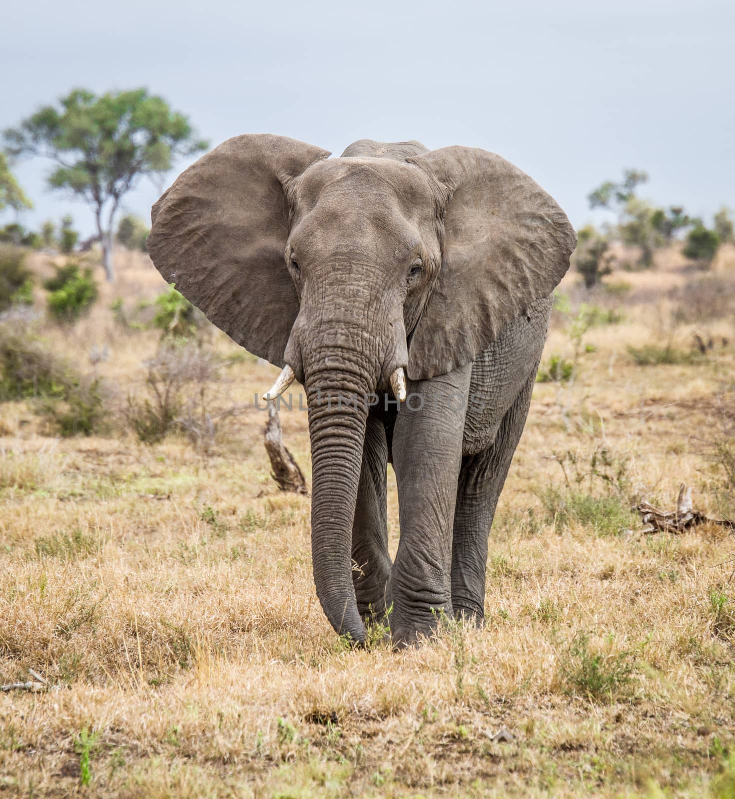 Elephant walking towards the camera in the Kruger National Park, South Africa.