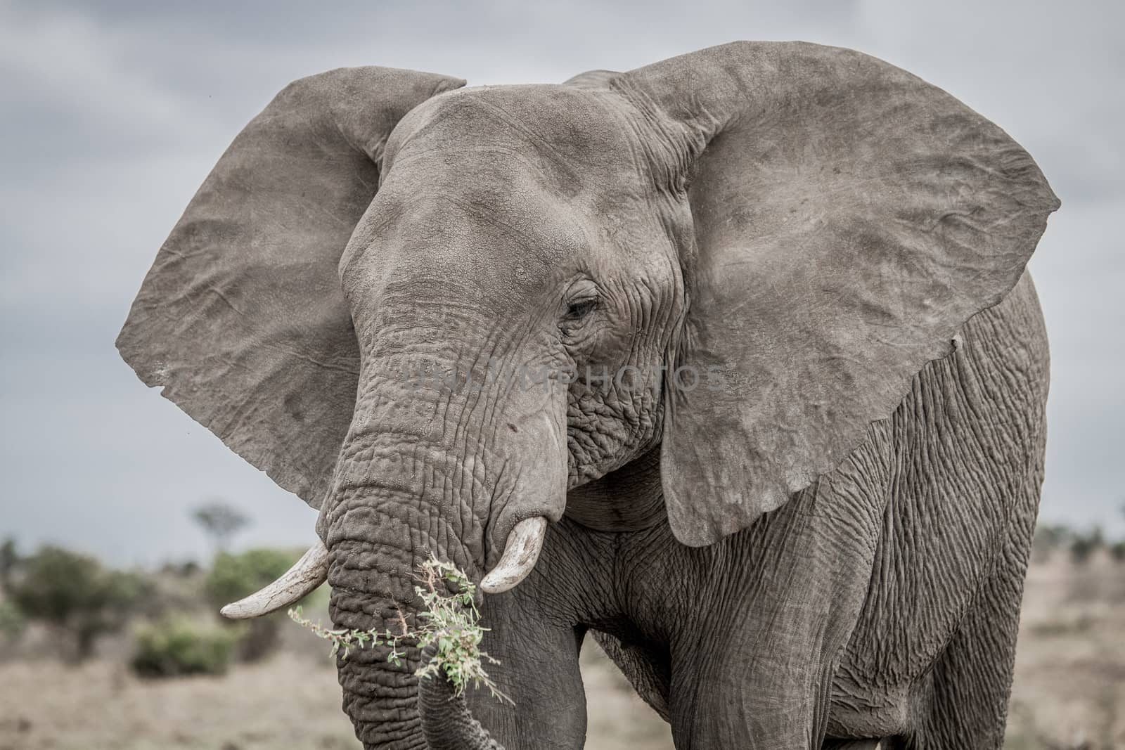 Eating Elephant in the Kruger National Park, South Africa.