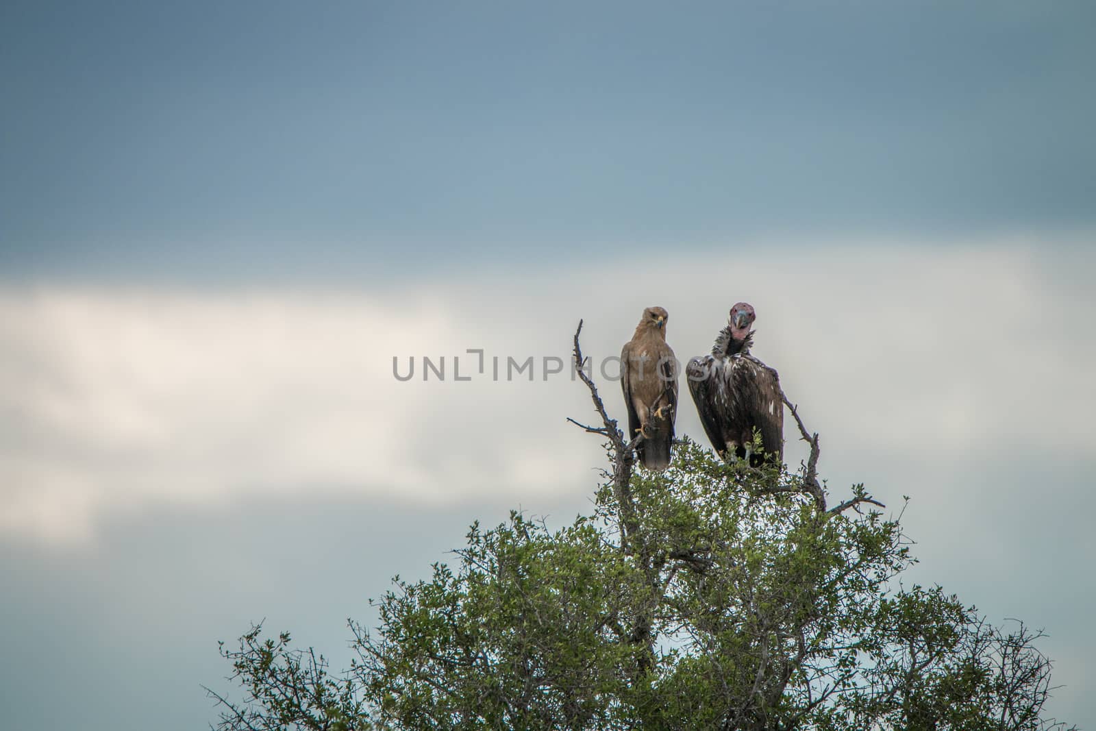 Tawny eagle and Lappet-faced vulture in a tree in the Kruger National Park by Simoneemanphotography