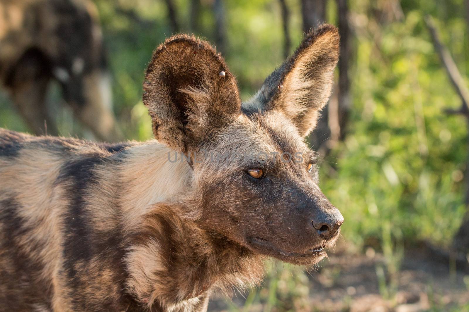 Starring African wild dog in the Kruger National Park by Simoneemanphotography