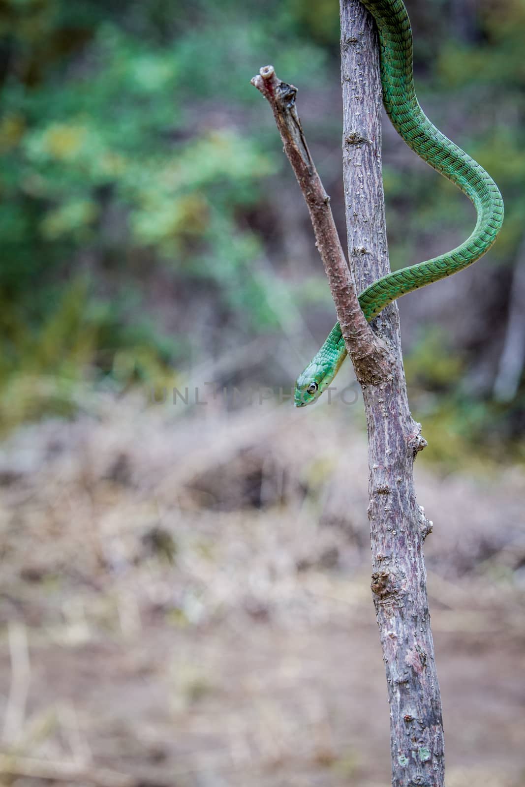 Green mamba on a branch, South Africa.