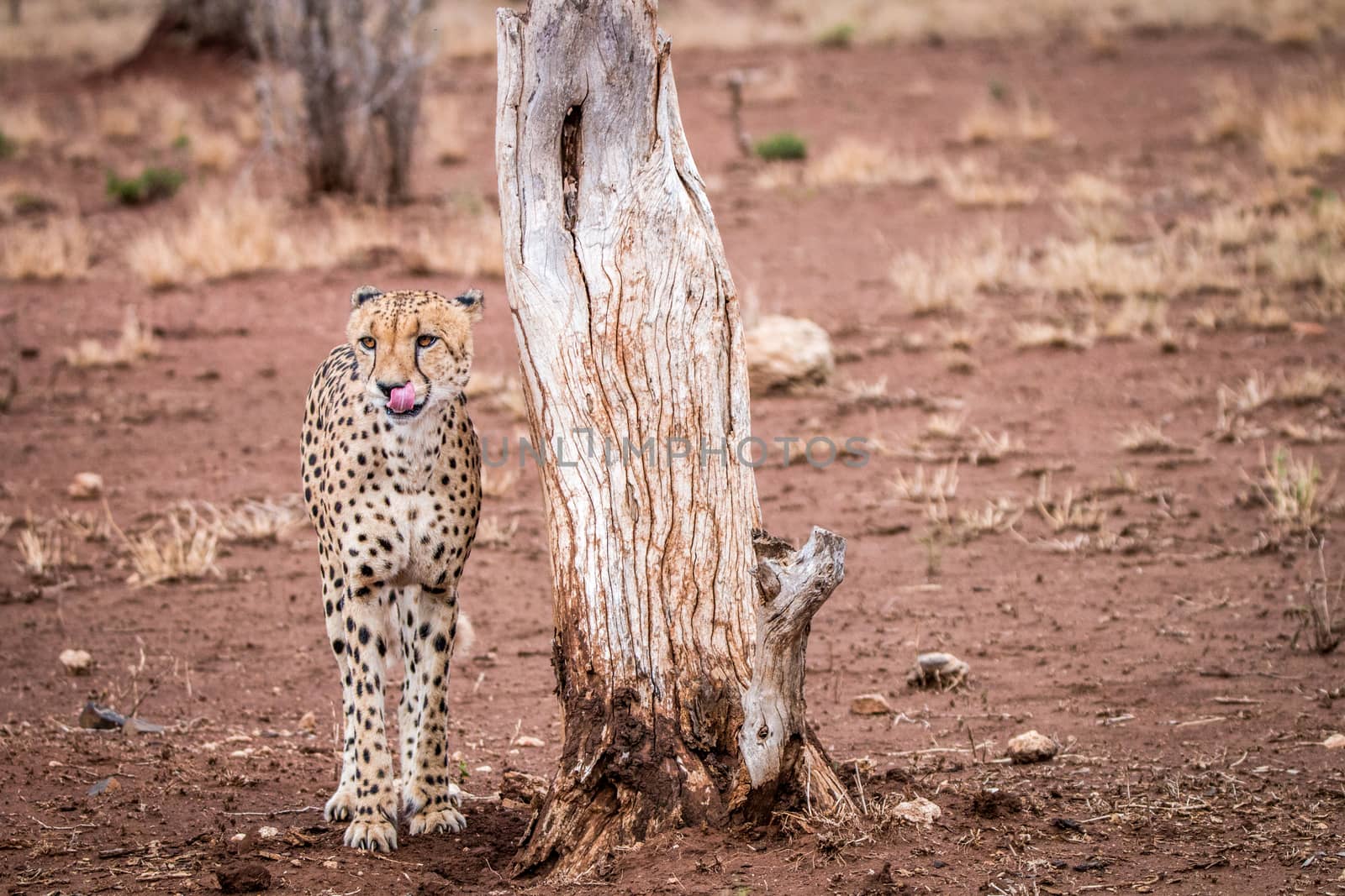 Starring Cheetah in the Kruger National Park, South Africa.