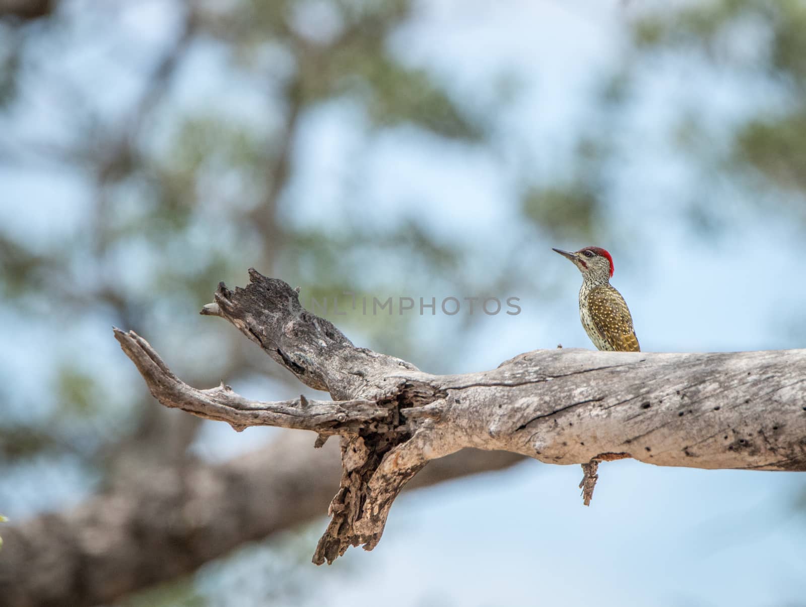 Golden-tailed woodpecker on a branch in the Kruger National Park, South Africa.