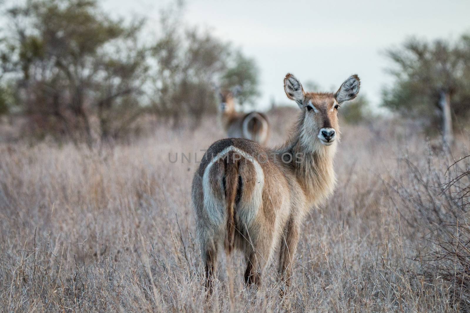 Starring Waterbucks in the Kruger National Park, South Africa.