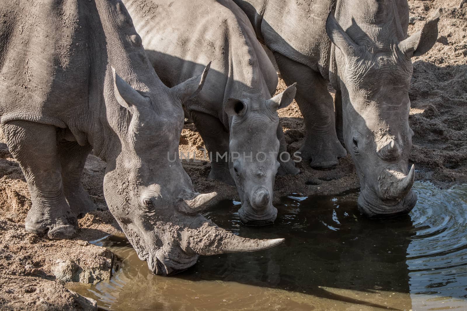 Three drinking White rhinos in the Kruger National Park, South Africa.