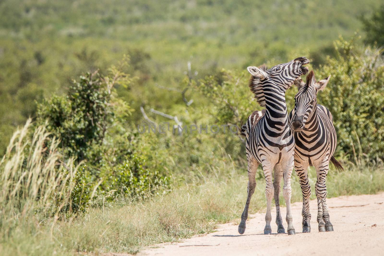 Two playing Zebras in the Kruger National Park, South Africa.