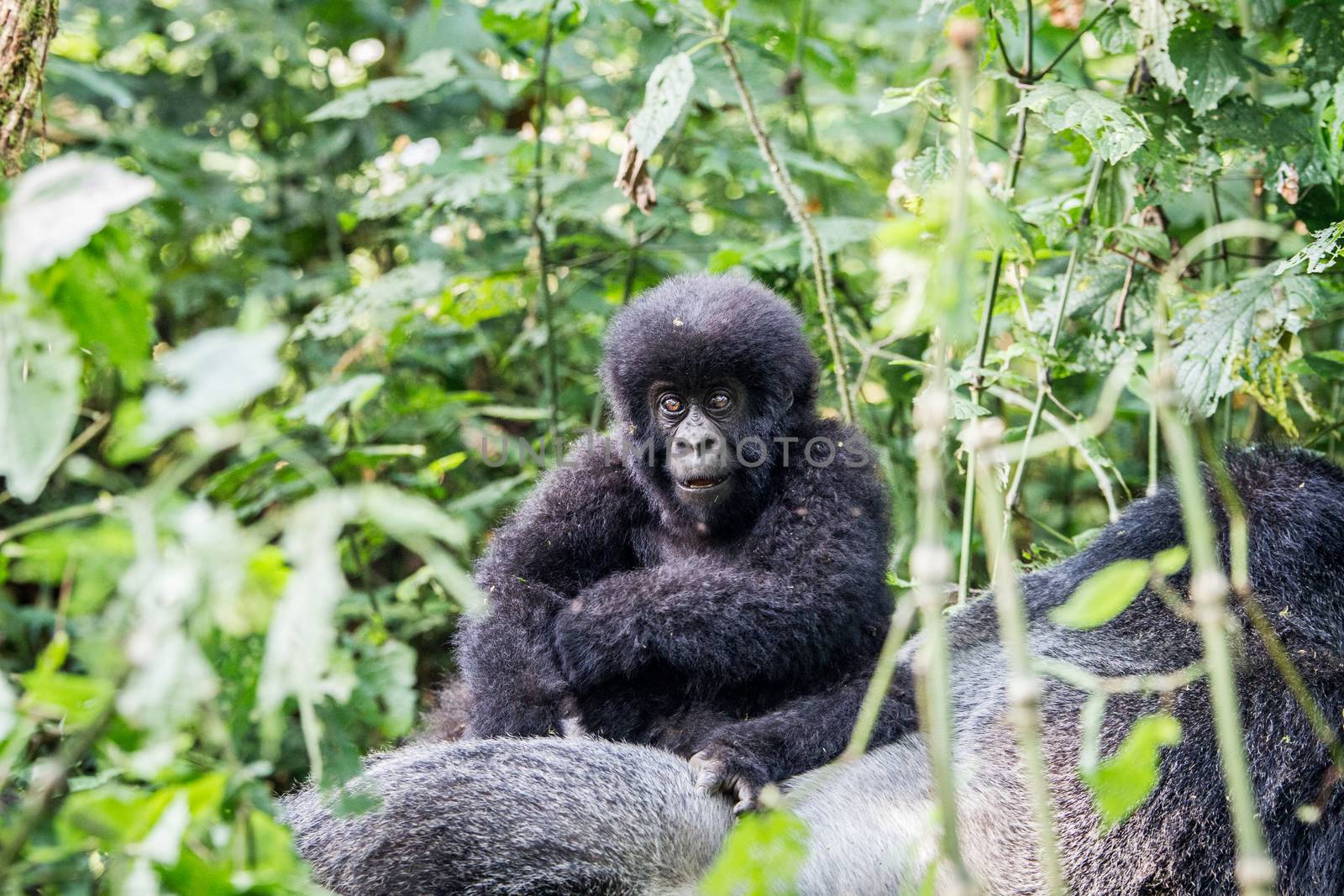 Baby Mountain gorilla on a Silverback in the Virunga National Park, Democratic Republic Of Congo.