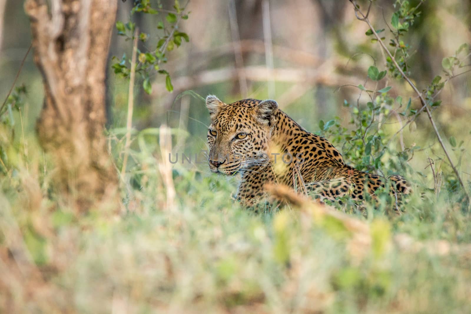 Leopard laying in the grass in the Kruger National Park, South Africa.