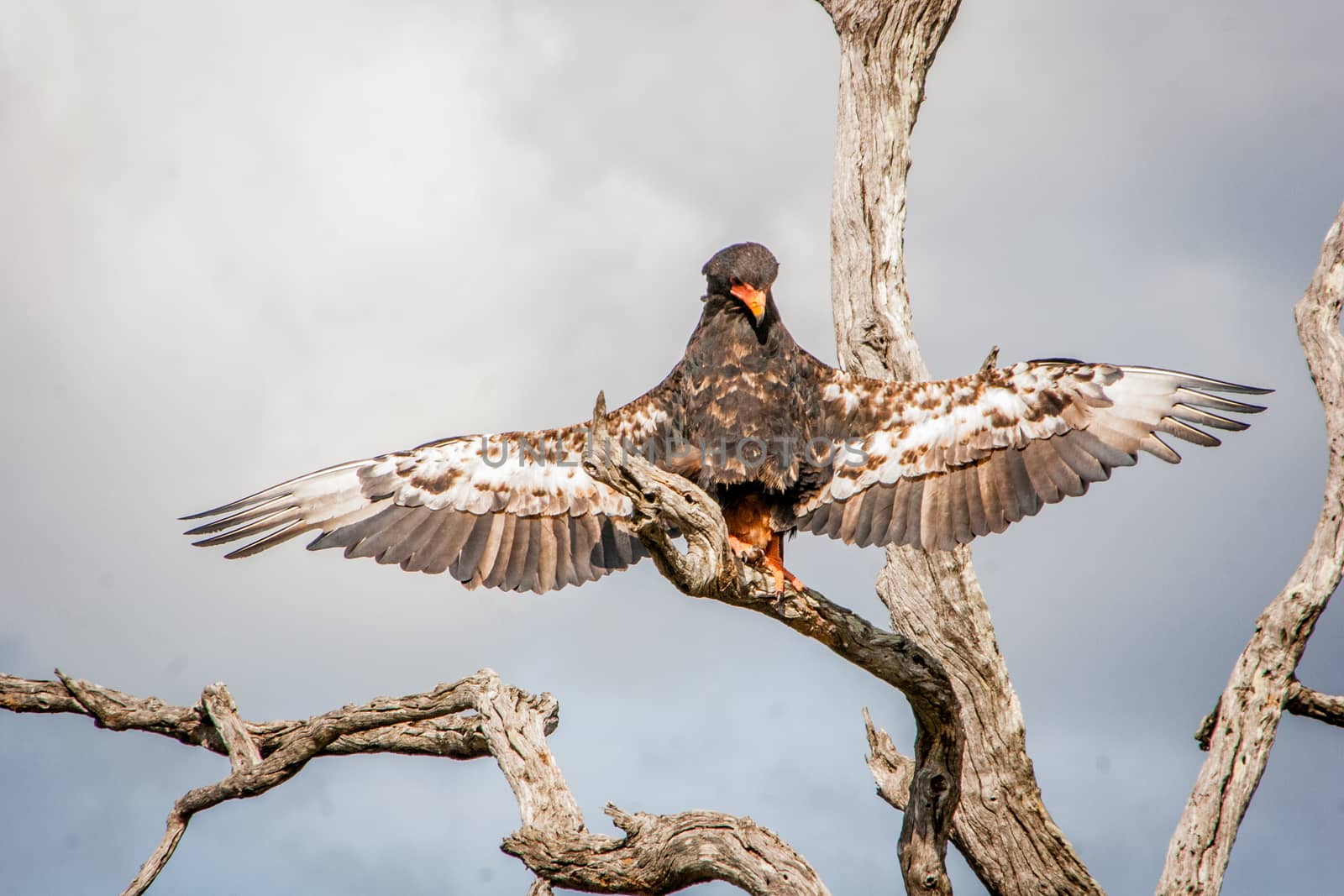 Bateleur eagle stretching his wings in the Kruger National Park, South Africa.