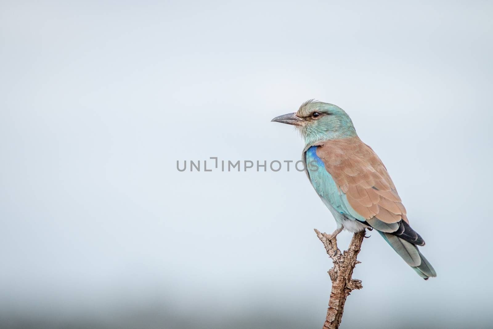 European roller on a branch in the Kruger National Park, South Africa.