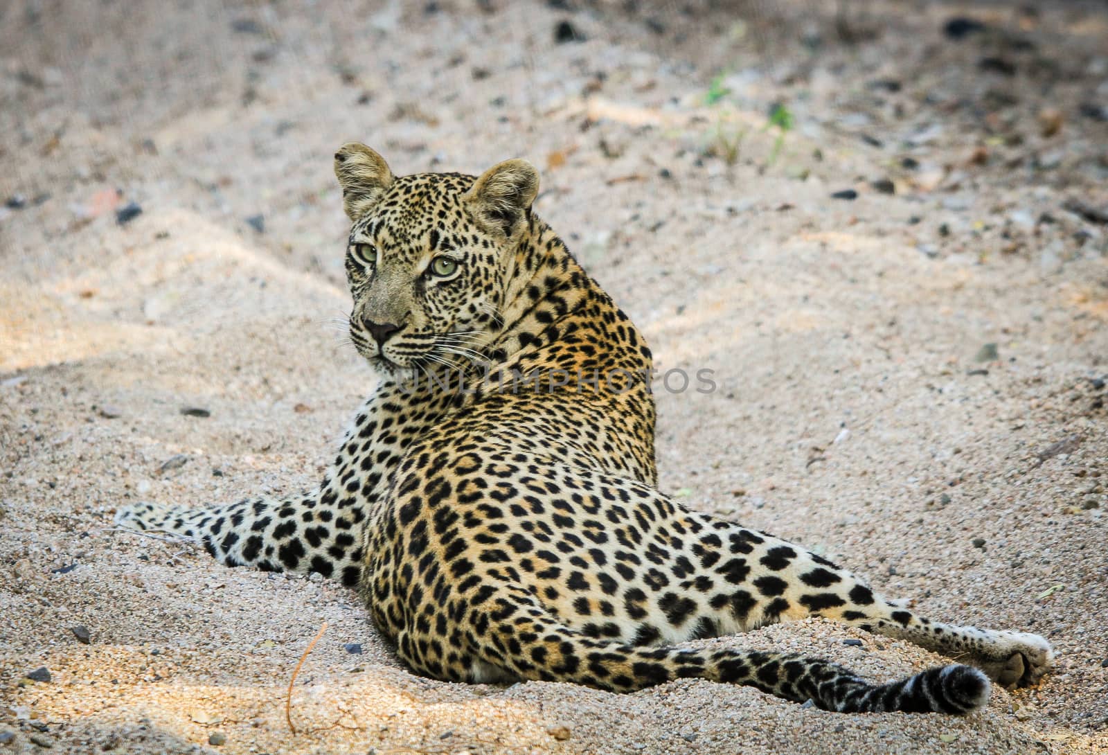 Leopard laying in the sand in the Sabi Sands, South Africa.