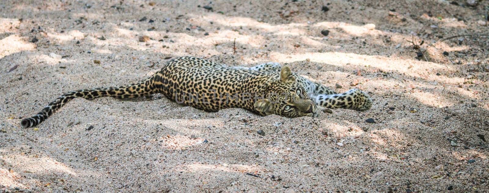 Leopard laying in the sand in the Sabi Sands, South Africa.
