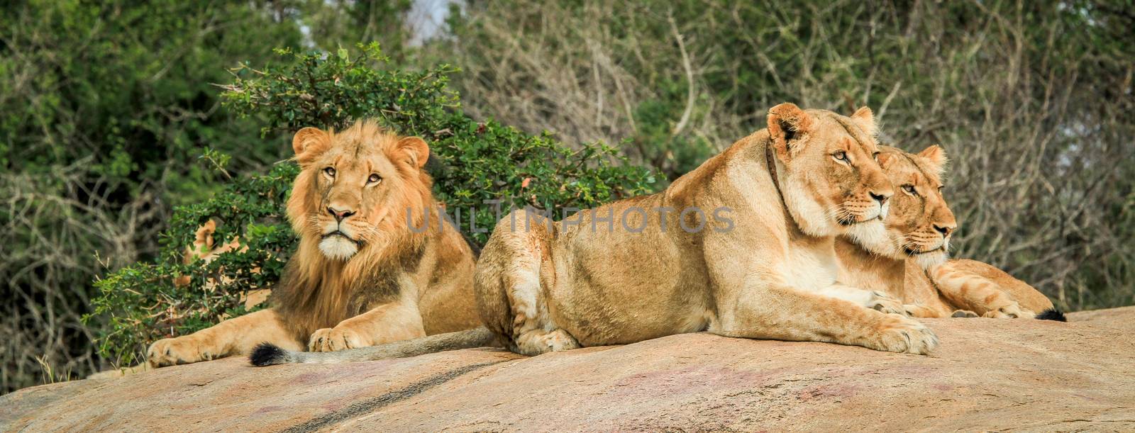 Lions on the rocks in the Selati Game Reserve by Simoneemanphotography
