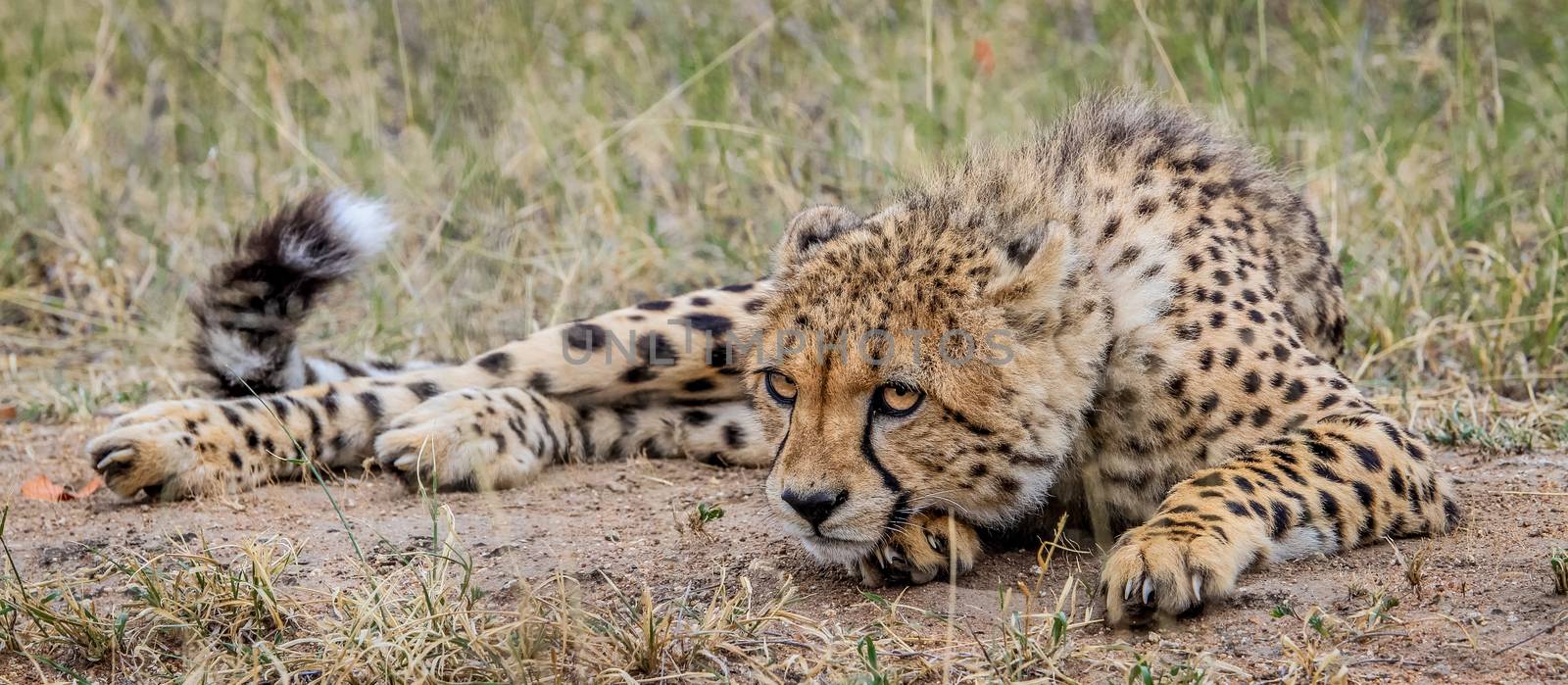 Laying Cheetah in the Selati Game Reserve by Simoneemanphotography