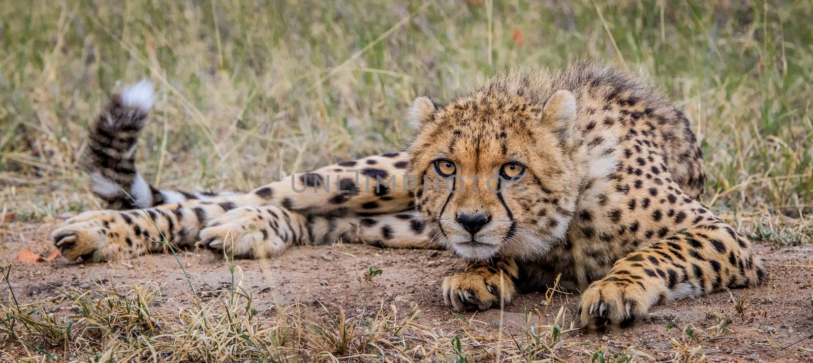 Laying Cheetah in the Selati Game Reserve by Simoneemanphotography